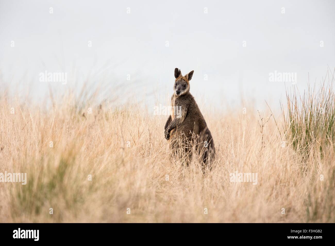Side view of Swamp Wallaby (Wallabia bicolor) looking at camera, Phillip Island, Victoria, Australia Stock Photo