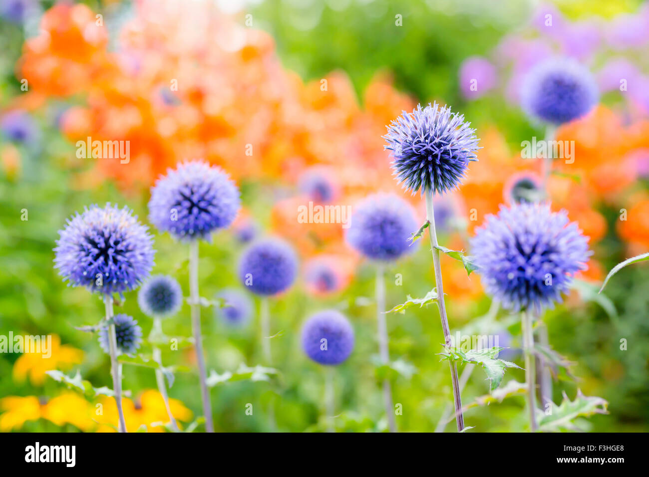 Globe thistles with backgound daylilies in the summer garden. Stock Photo