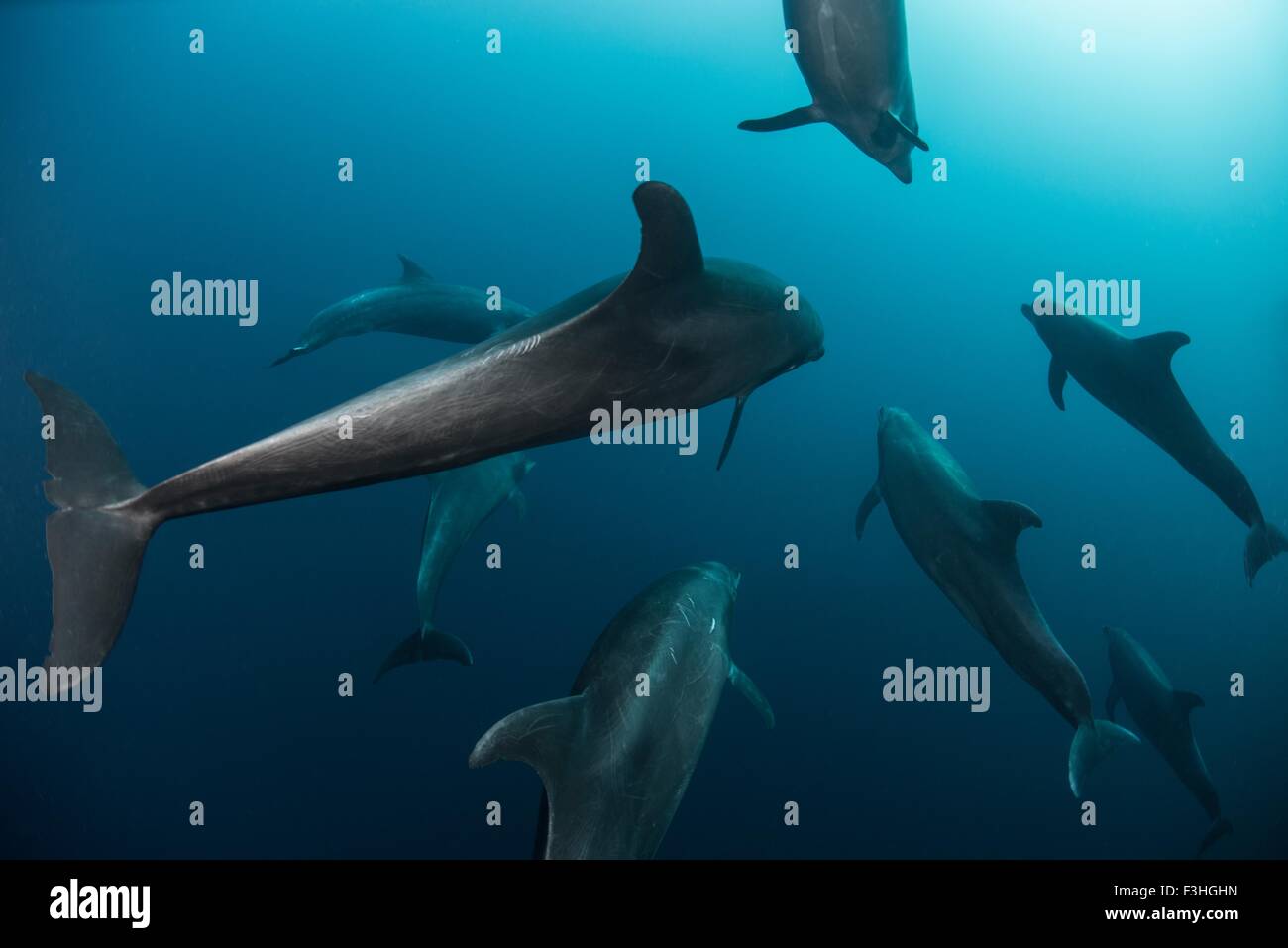 Shoal of Atlantic Bottle Nose Dolphins (Tursiops Truncatus) Socorro Island, Mexico Stock Photo