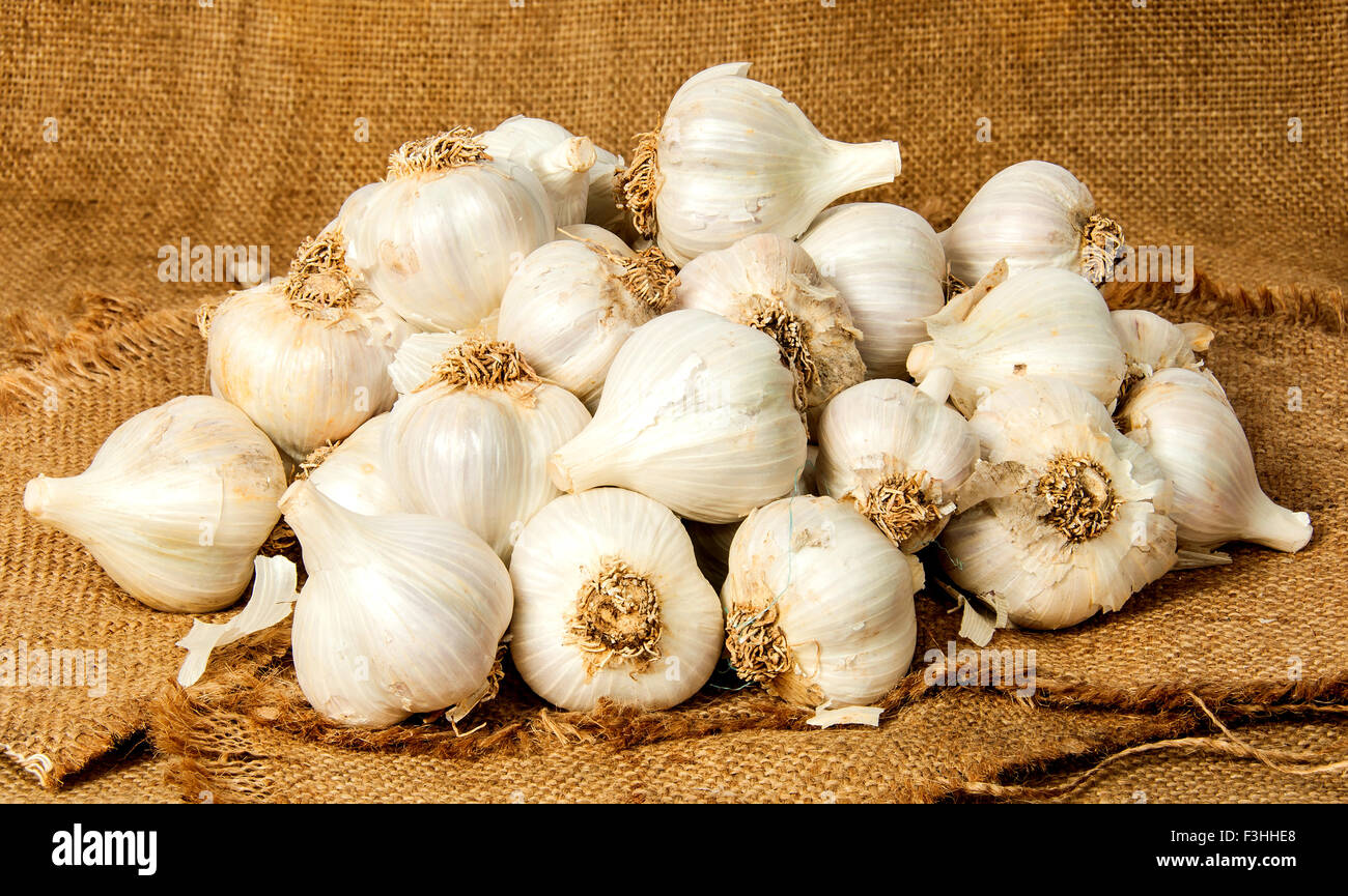 Big pile of garlic poured out into the sackcloth Stock Photo