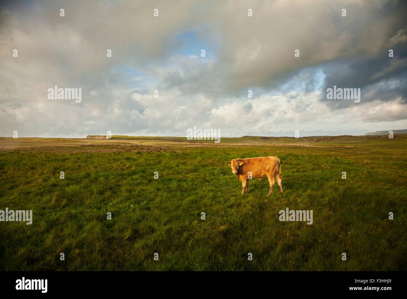 Cow in field, Giants Causeway, Bushmills, County Antrim, Northern Ireland, elevated view Stock Photo