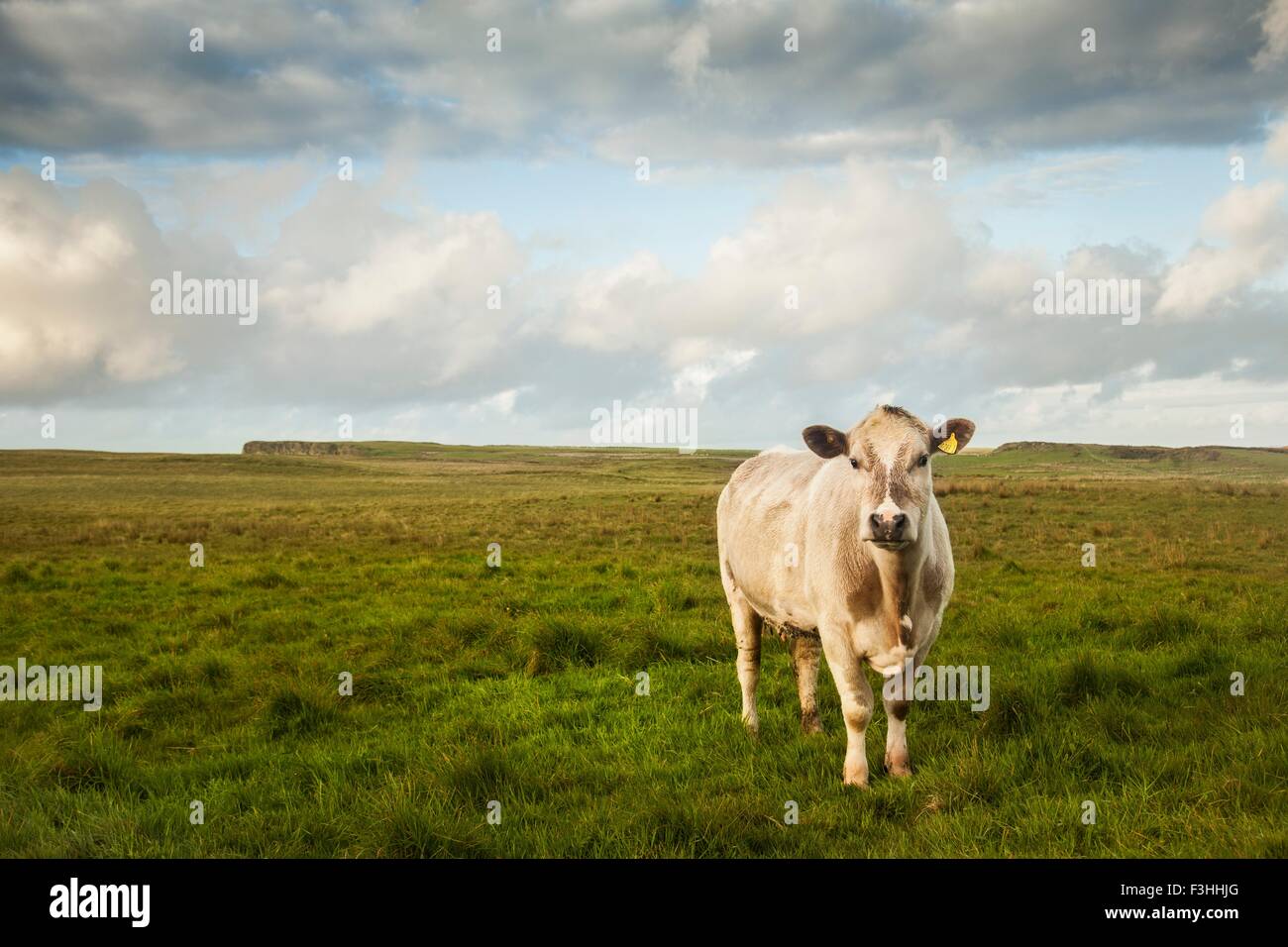 Portrait of cow in field, Giants Causeway, Bushmills, County Antrim, Northern Ireland, elevated view Stock Photo