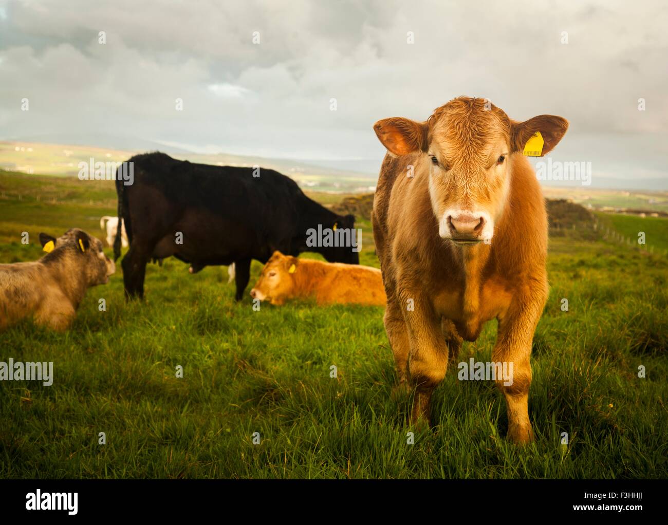 Cows in field, Giants Causeway, Bushmills, County Antrim, Northern Ireland, elevated view Stock Photo