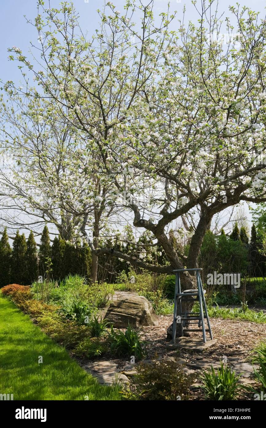 Wooden stepladder beneath a white flowering apple tree (malus domestica) in backyard garden in spring season Stock Photo