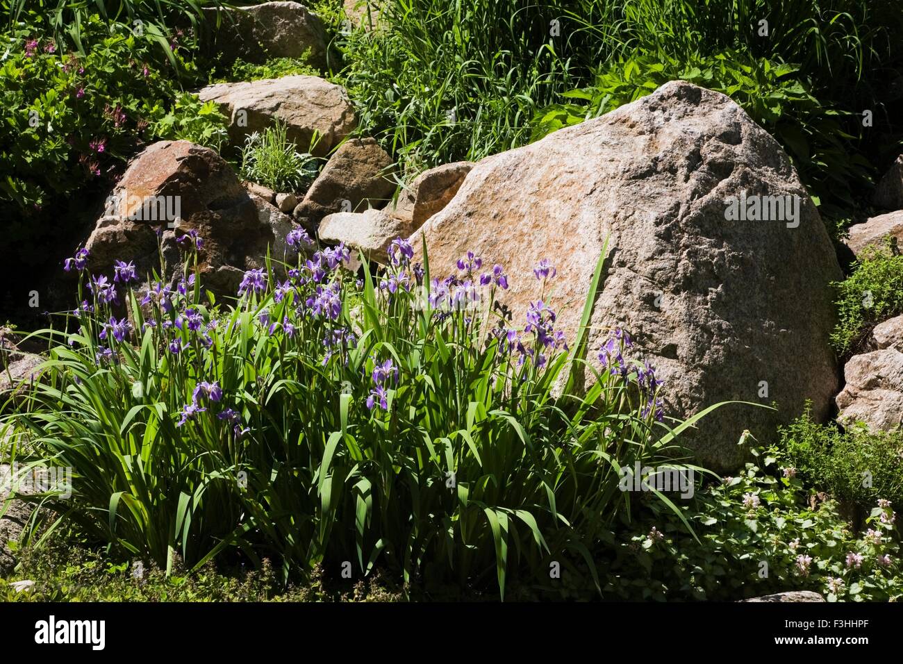 Purple Iris flowers bordered by large rock in backyard garden in spring season Stock Photo