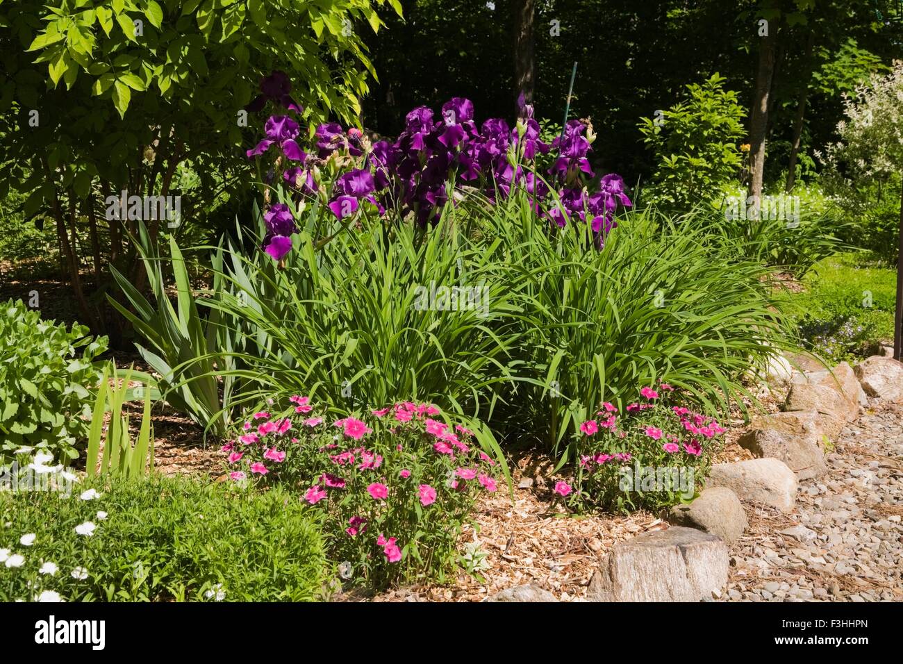 Bordered with rocks and purple Iris flowers in backyard garden in spring season Stock Photo