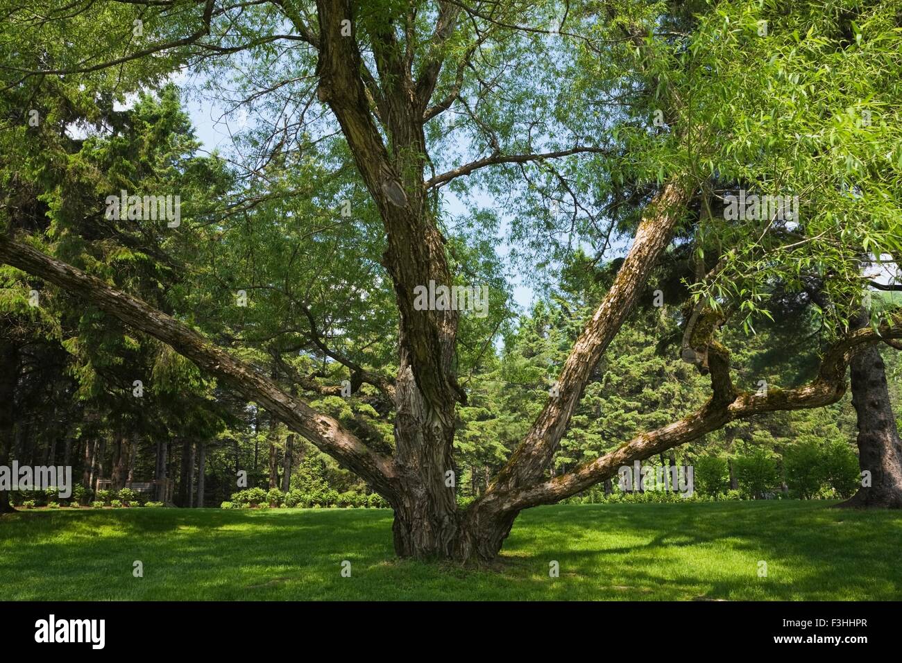 Large old pruned willow tree (salix) in backyard country garden in spring season Stock Photo