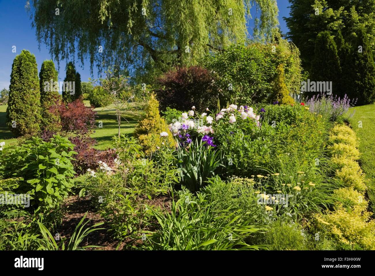 Garden border with (spiraea japonica) gold flame, pink peony, yellow yarrow flowers  and weeping willow tree in spring Stock Photo