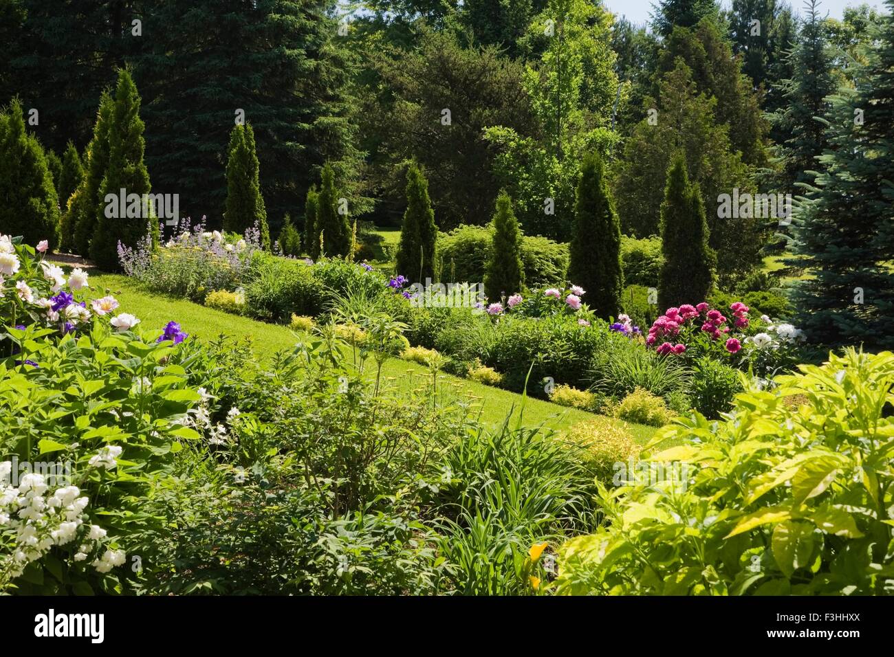 Border with pink, red and white peony (paeonia) and Cedar trees (thuja occidentalis) in backyard garden in spring season Stock Photo