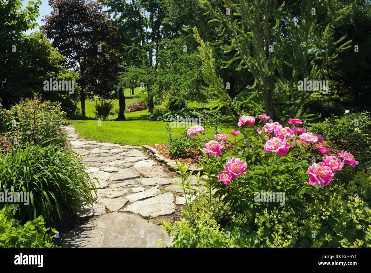 Flagstone path and pink peony flowers (paeonia) garden border in spring season Stock Photo
