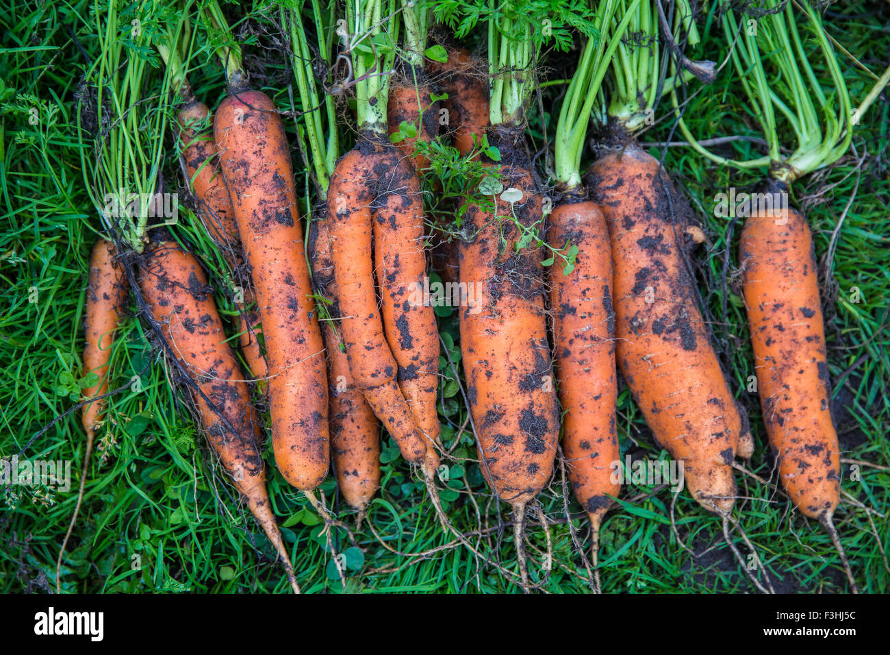 Fresh harvested carrots with soil on the ground Stock Photo