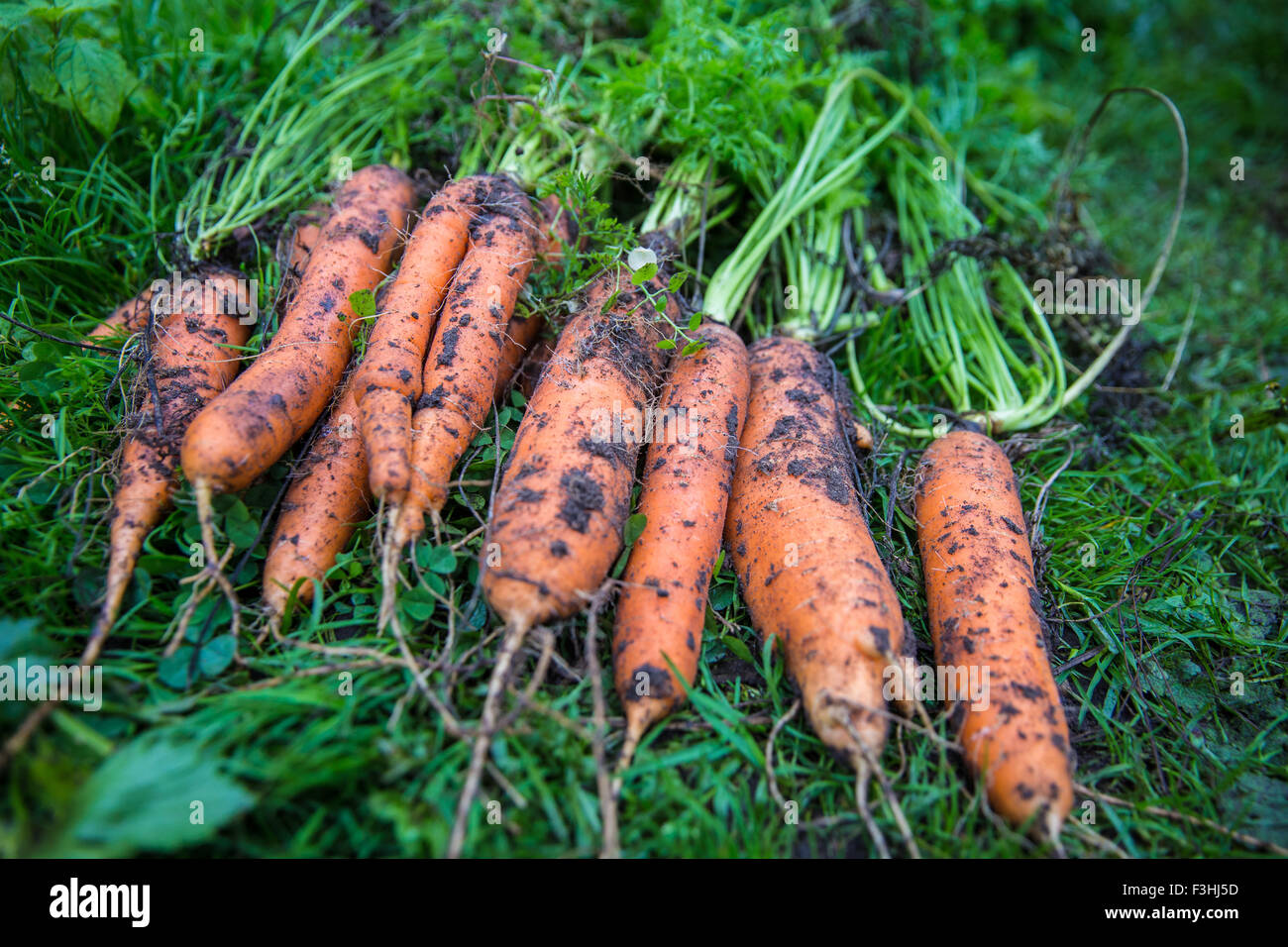 Fresh harvested carrots with soil on the ground Stock Photo
