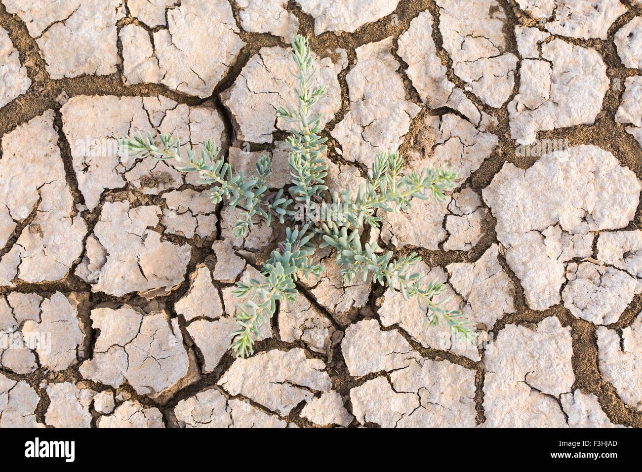 Overhead view of succulent plant and dried cracked mud on floodplain, Djoudj National Park, Senegal Stock Photo