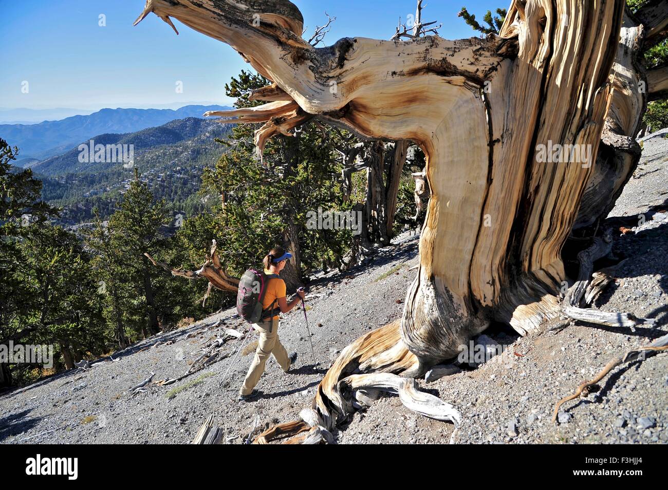 Young woman hiking, Mount Charleston Wilderness trail, Nevada, USA Stock Photo