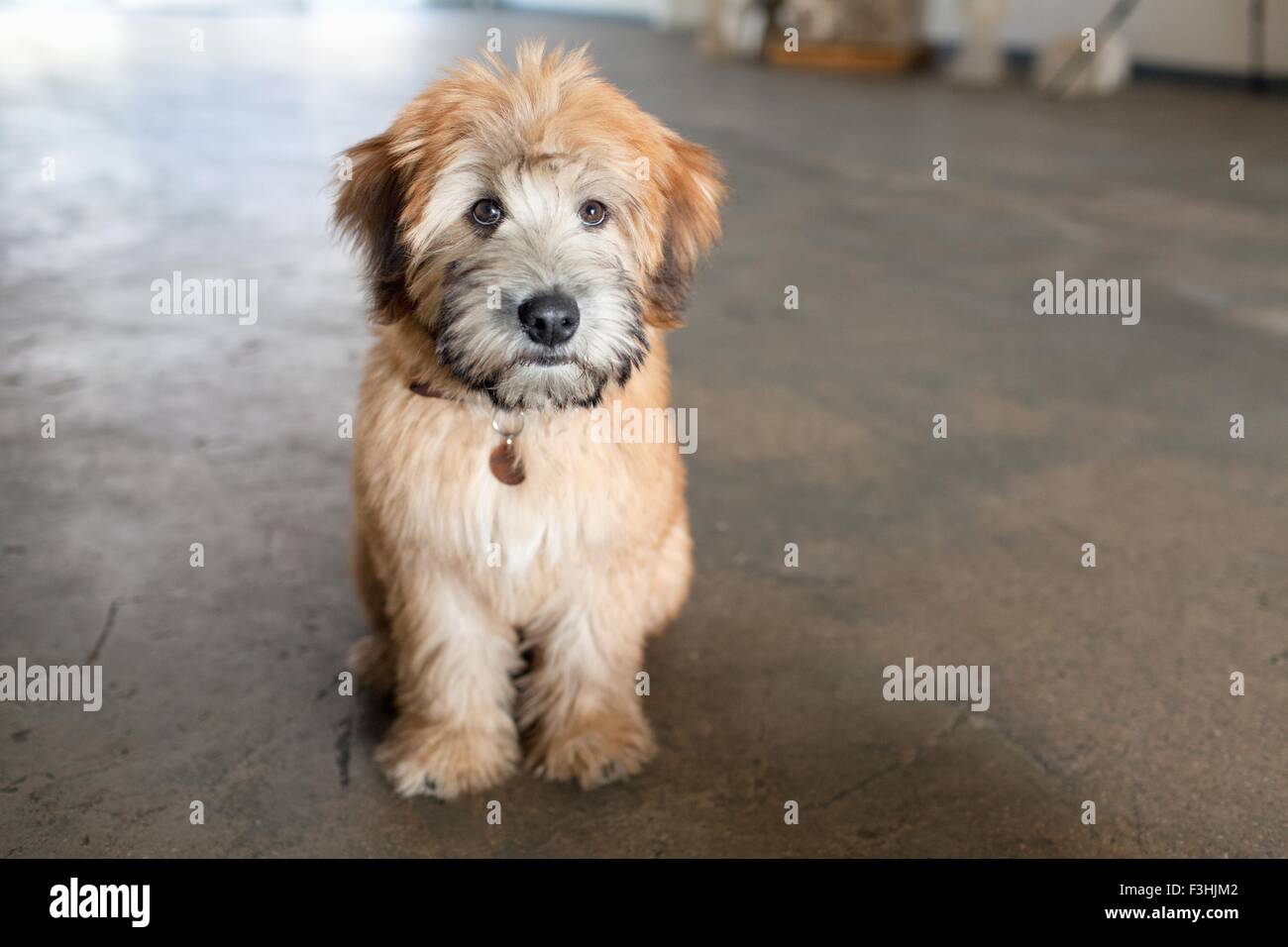 Portrait of puppy sitting on kitchen floor Stock Photo - Alamy