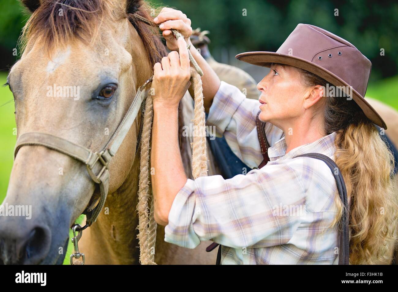 Horse Reigns High Resolution Stock Photography and Images Alamy