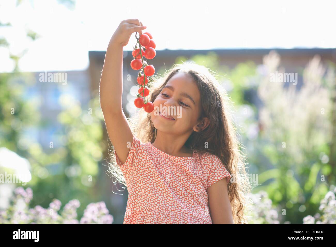 Portrait of girl holding up bunch of cherry tomatoes in garden Stock ...