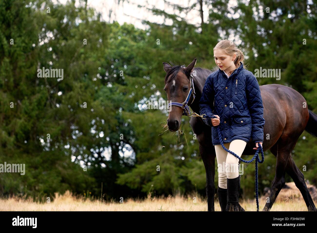 Girl leading horse in field Stock Photo