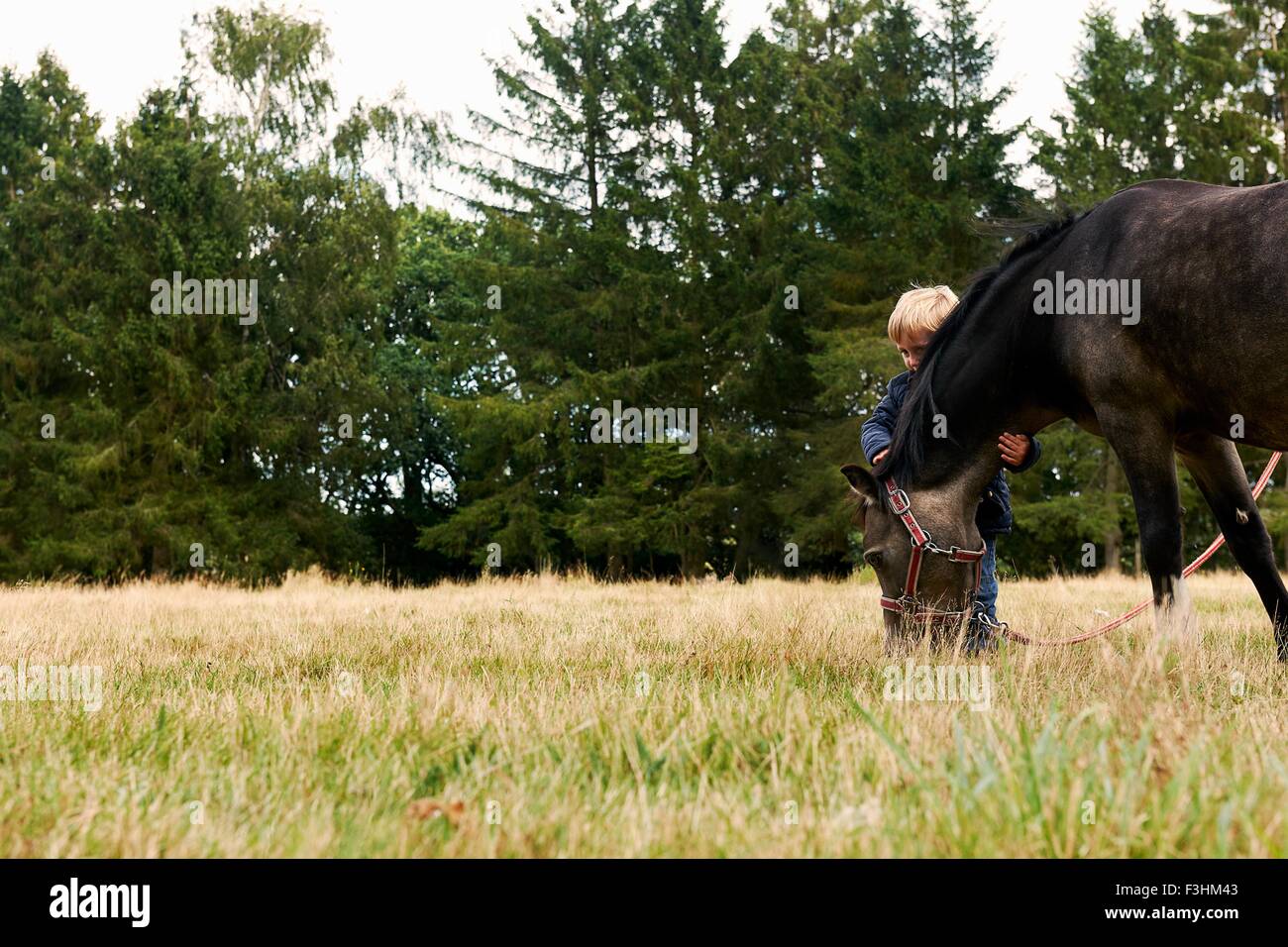 Small boy with pony in field Stock Photo