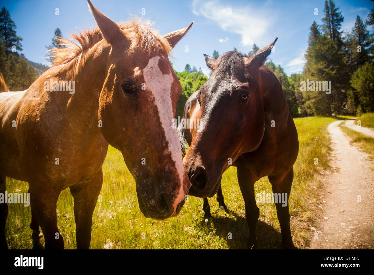 Close up of horses looking at camera, High Sierra National Park, California, USA Stock Photo