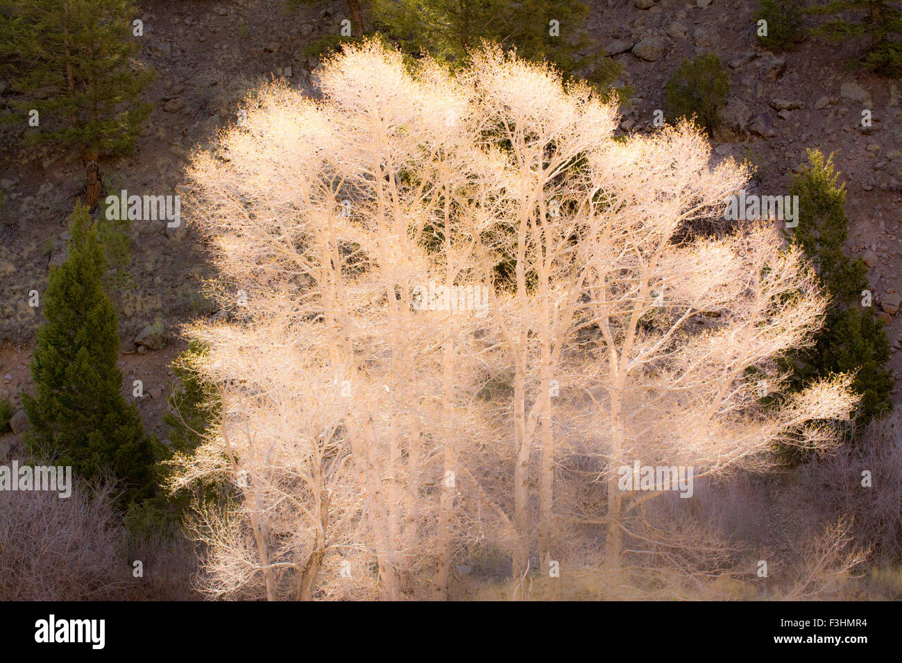 Backlit aspen trees in spring near Poncha Pass, Salida, Colorado. Stock Photo