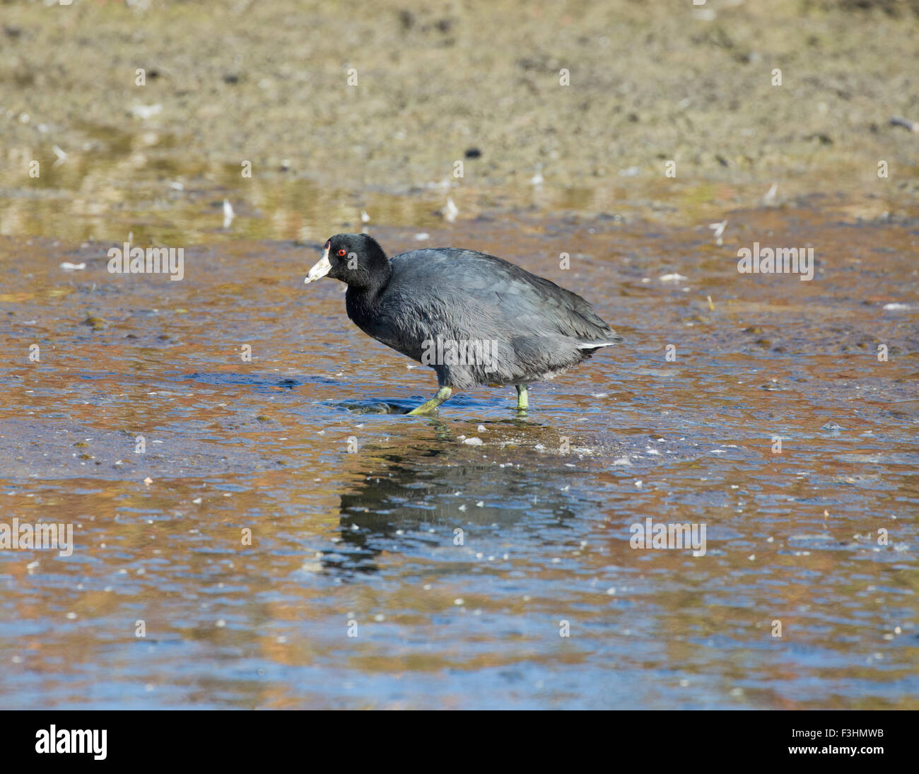 American coot feet hi-res stock photography and images - Alamy