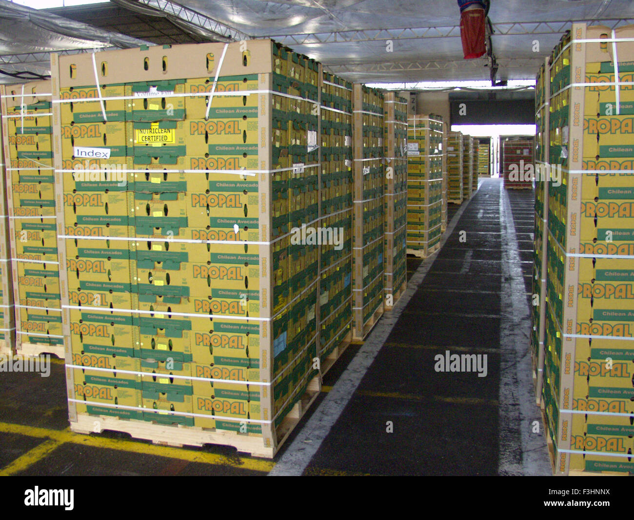 Avocados in a ripening warehouse Stock Photo