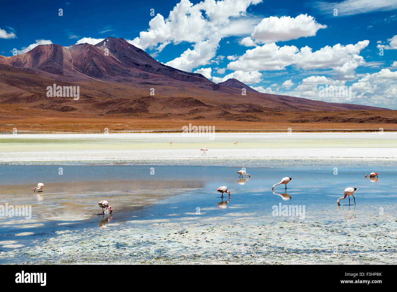 Flamingos in a lagoon in the Bolivian Altiplano Stock Photo