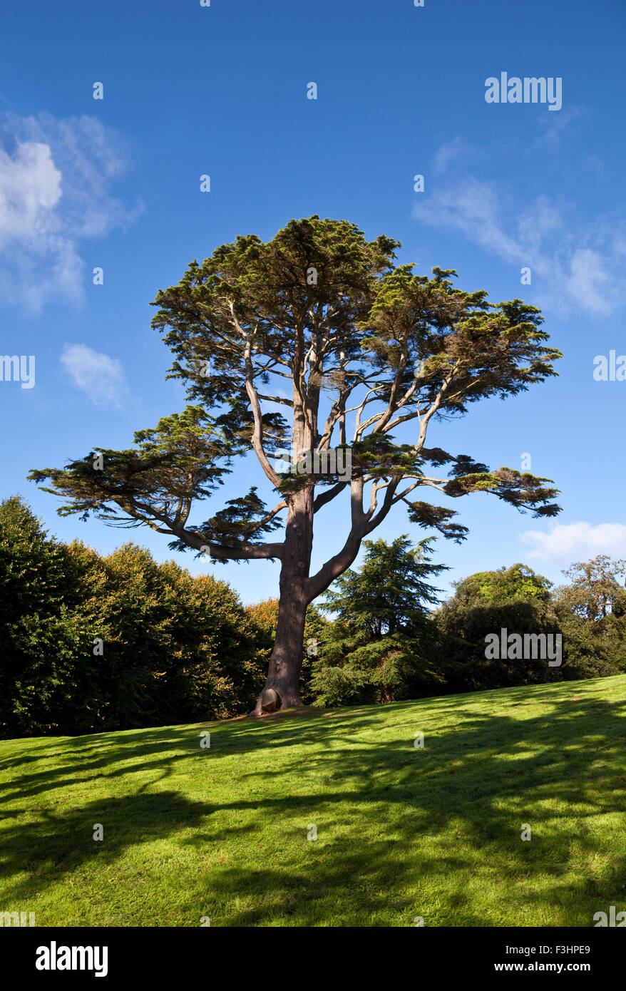 Lebanon Cedar in Castleward Domain near Strangford, County Down,  Northern  Ireland; Stock Photo