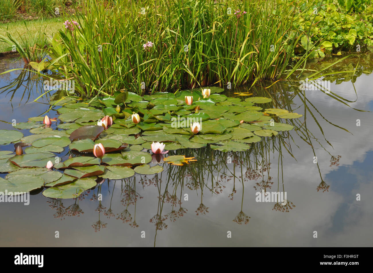 The pond in Oudolf's Field in June, Hauser & Wirth, Bruton, Somerset, England. Stock Photo