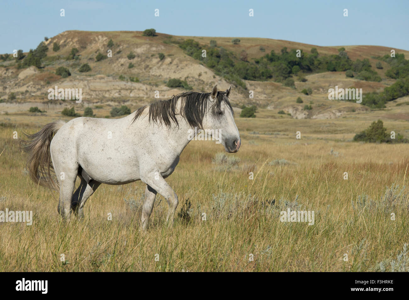 Feral (Wild) Horse, Theodore Roosevelt National Park, Stallion (Brutus) Stock Photo