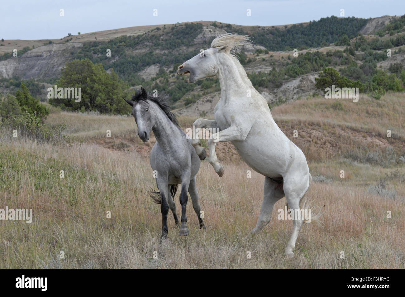 Feral (Wild) Horse, Theodore Roosevelt National Park, Two Stallions in a Brief Skirmish Stock Photo