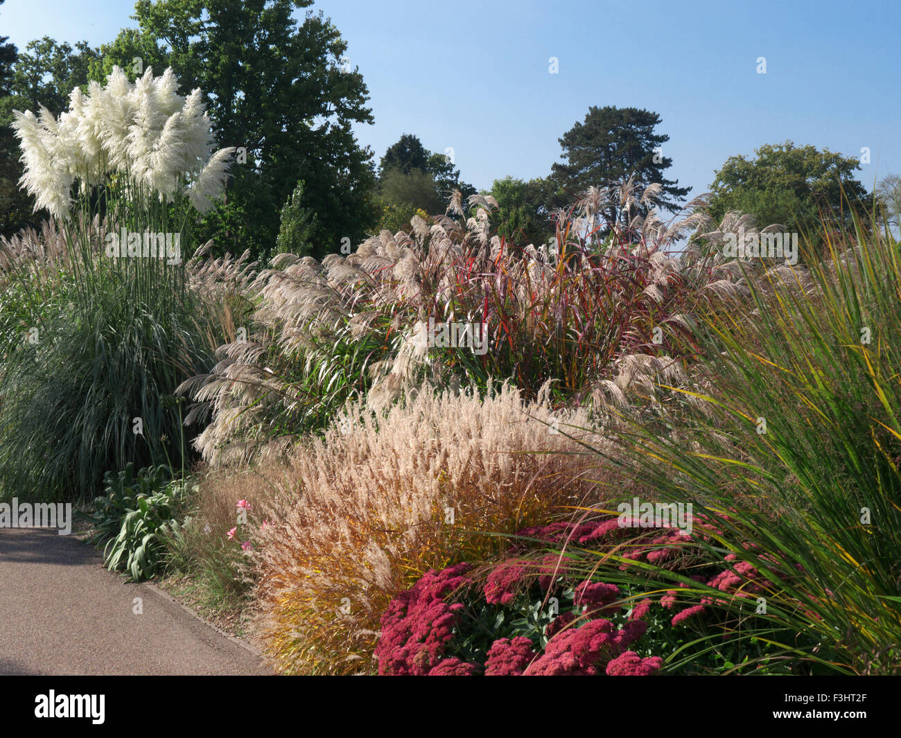 Cortaderia selloana, commonly known as Pampas Grass with varieties of ornamental grasses in foregound Stock Photo