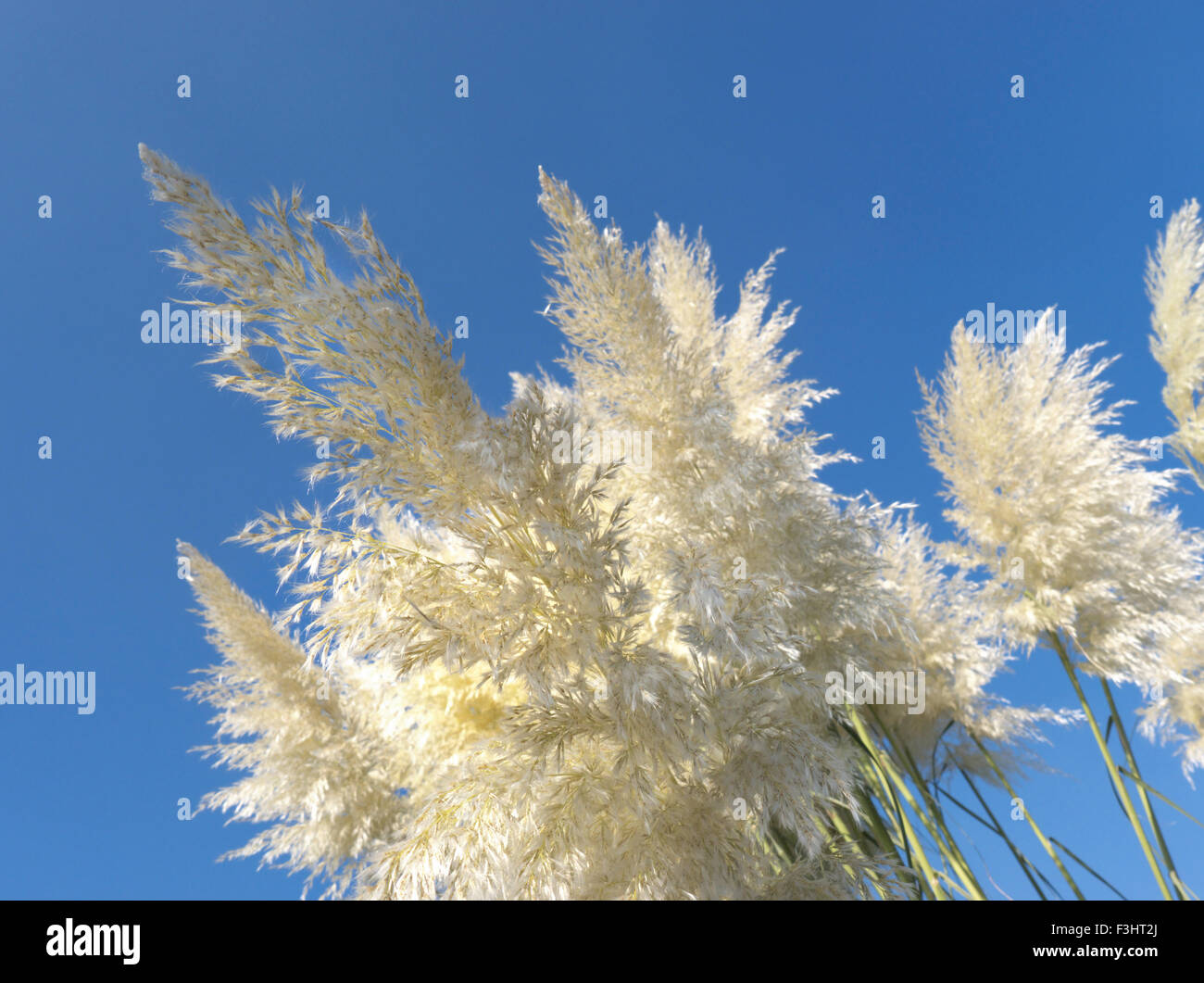 Cortaderia selloana, commonly known as Pampas Grass is a flowering plant native to southern South America Pampas Stock Photo