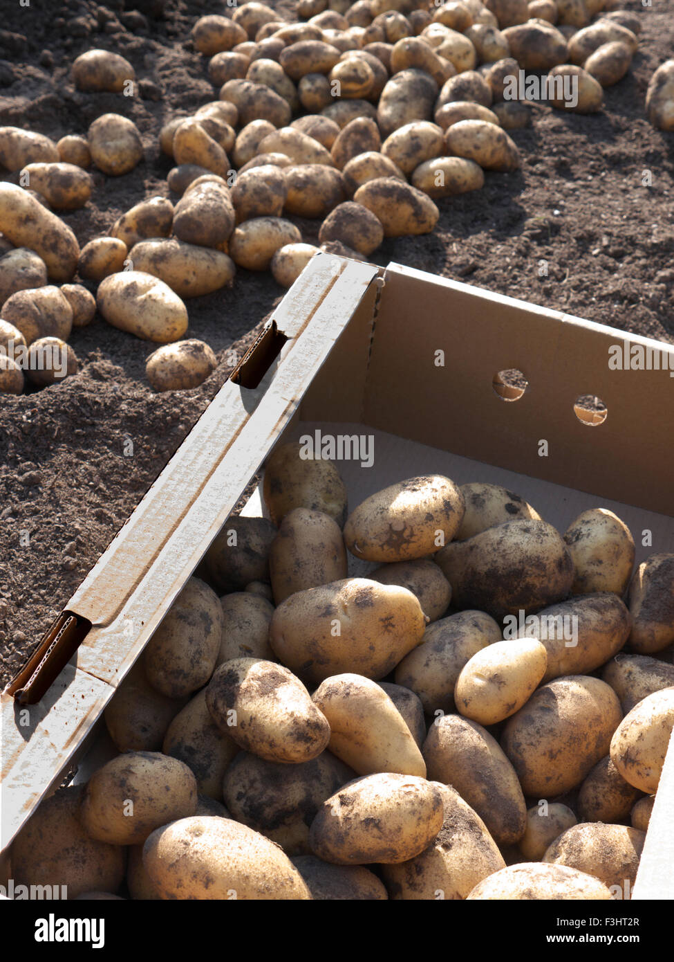 Harvesting Potato 'Nicola' (Solanum tuberosum) a full flavour popular variety new potato ideal for boiling and salads Stock Photo