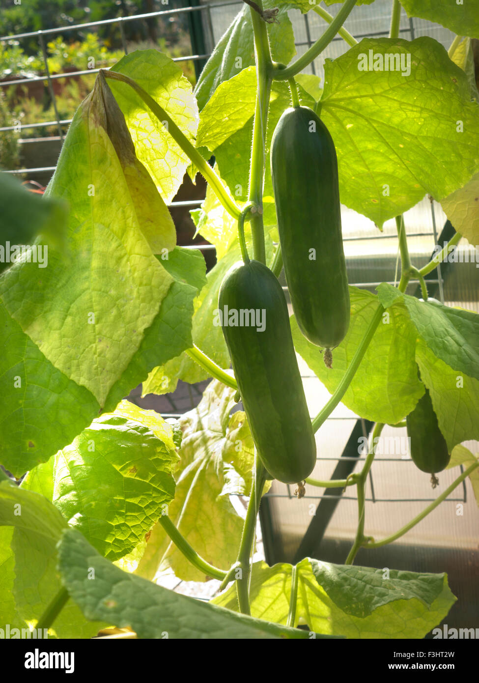Cucumis Sativus Socrates High Resolution Stock Photography and Images ...