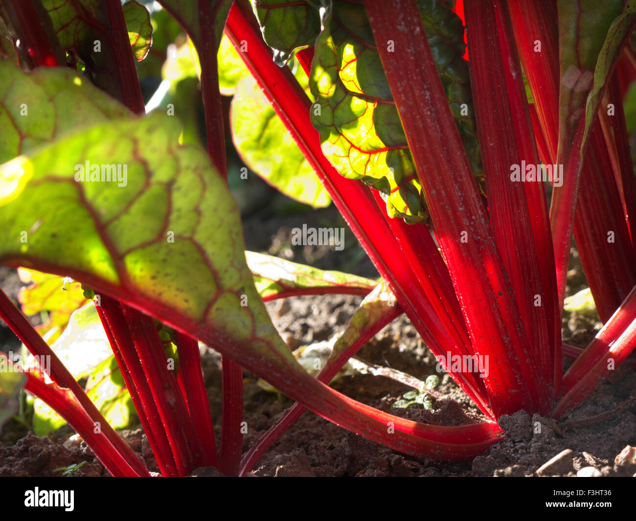 Low ground level viewpoint of simple fresh organic Swiss Chard in late autumn sun ready for harvest Stock Photo