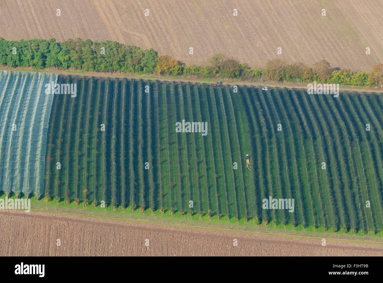 France, Bas Rhin (67), north of Wasselonne, apple trees culture  (aerial view) Stock Photo