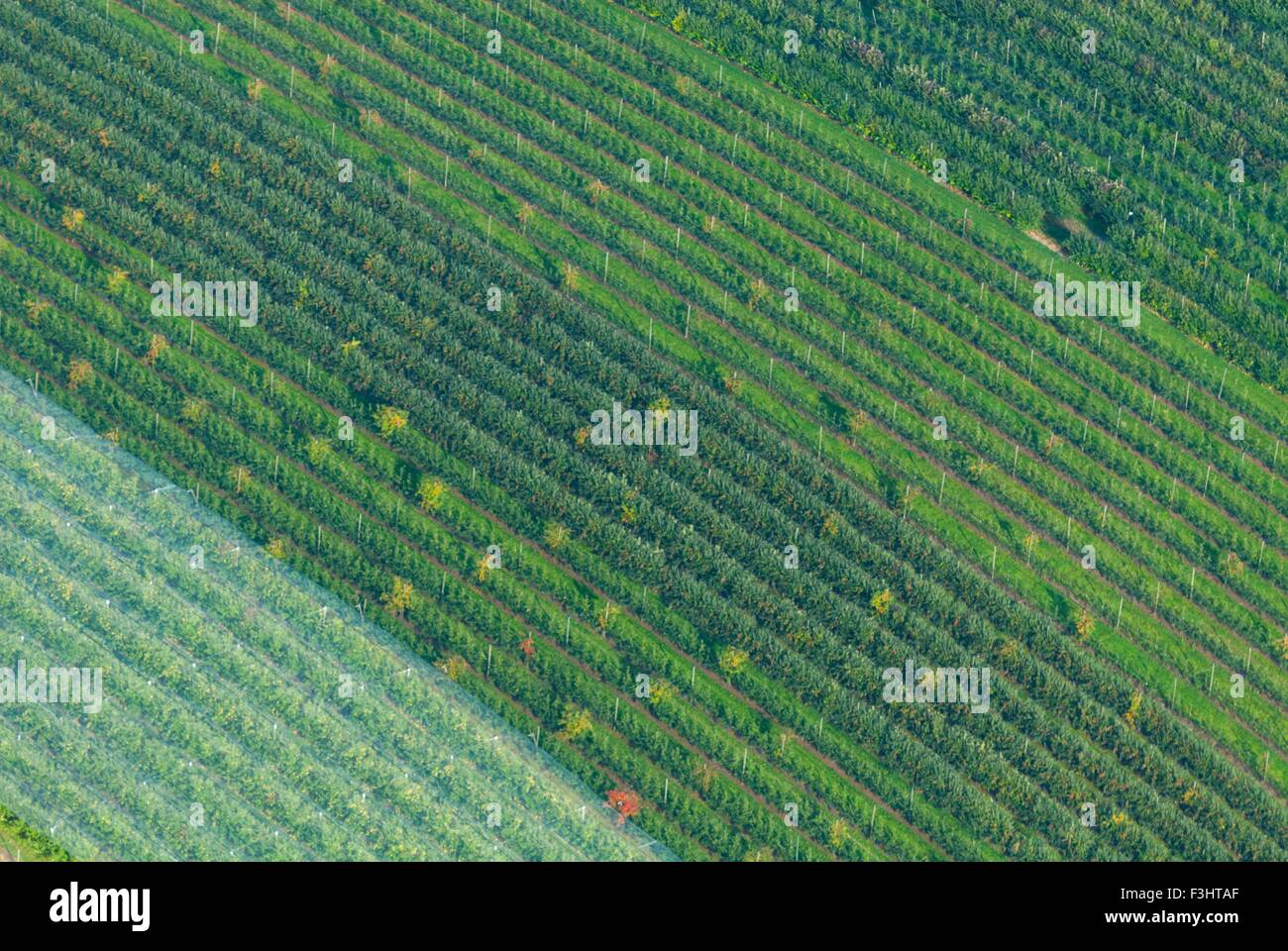 France, Bas Rhin (67), north of Wasselonne, apple trees culture  (aerial view) Stock Photo