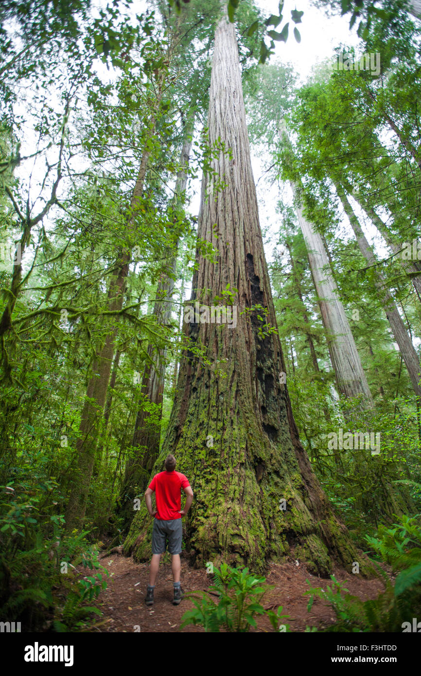 Giant redwood tree hires stock photography and images Alamy