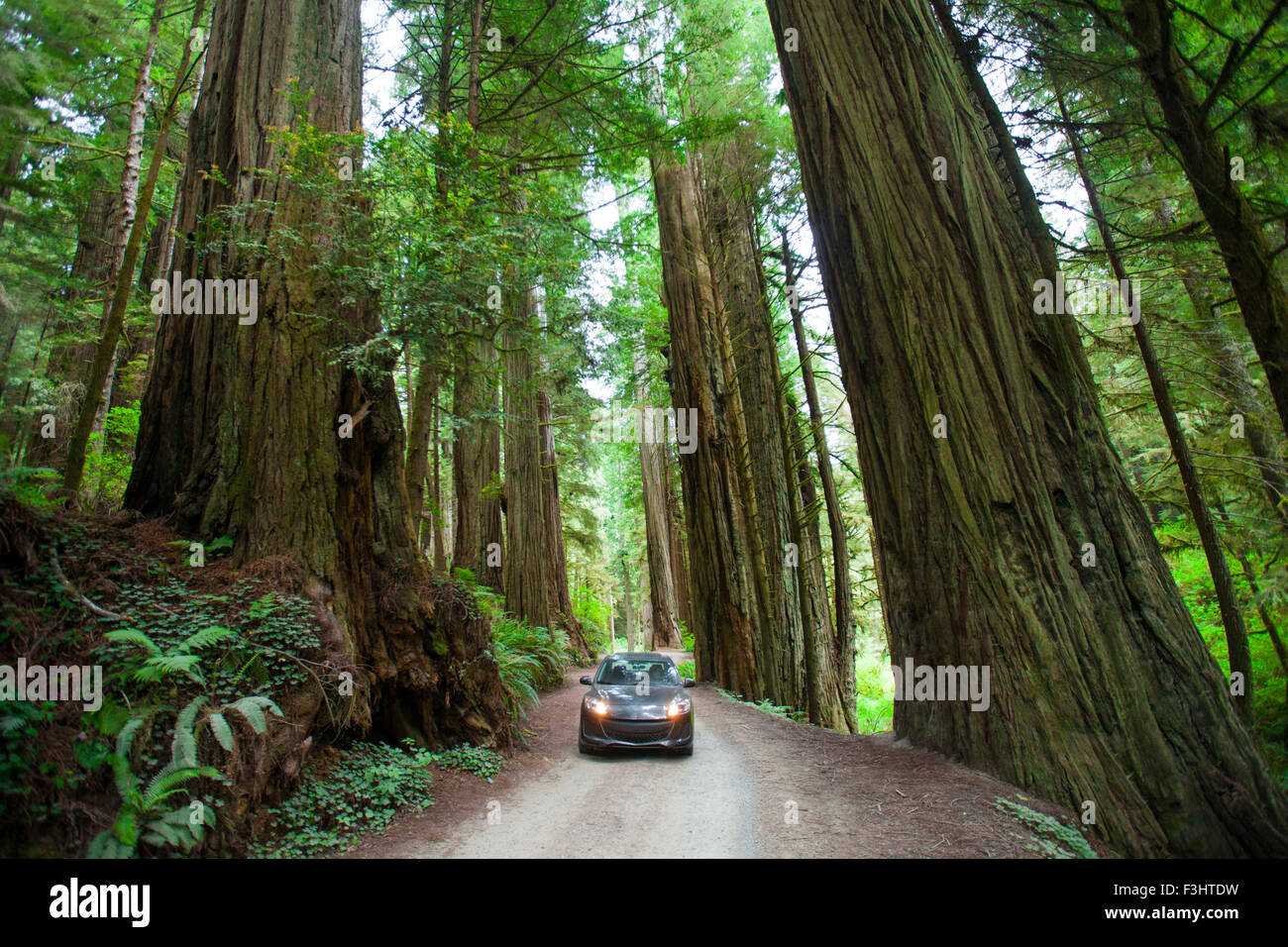 A woman takes a picture of a giant Redwood Tree in Jedediah Smith Redwoods State Park. Stock Photo