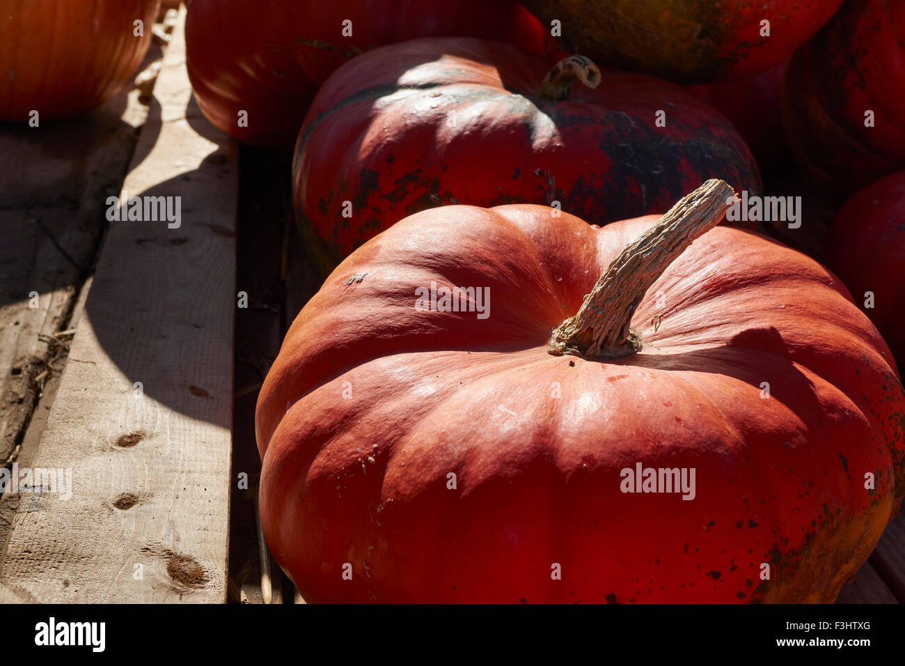 Pumpkins on display at a Lancaster County Pennsylvania farm stand Stock ...