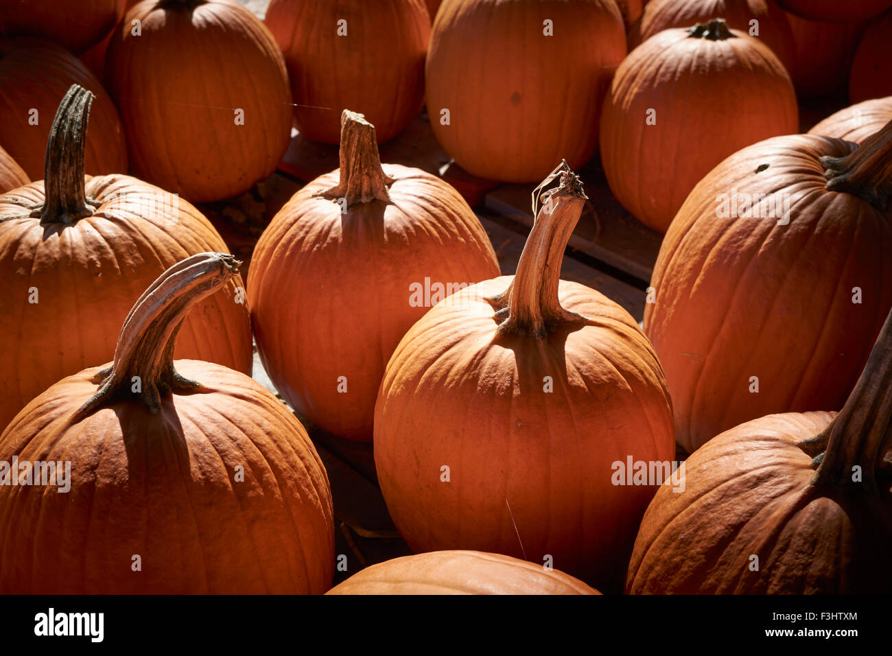 Pumpkins on display at a Lancaster County Pennsylvania farm stand Stock ...