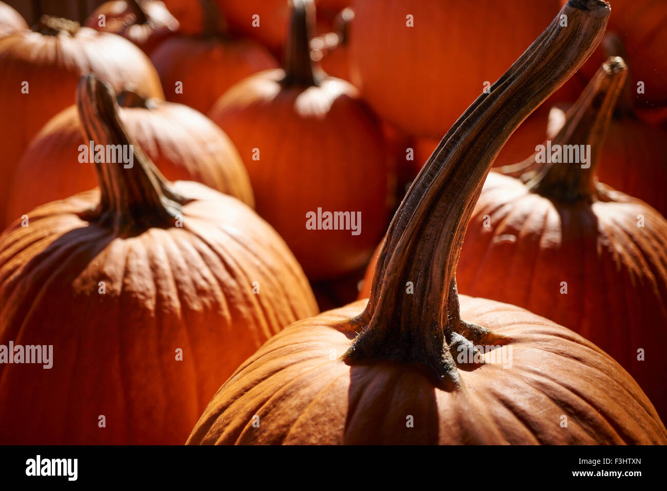 Pumpkins on display at a Lancaster County Pennsylvania farm stand Stock ...