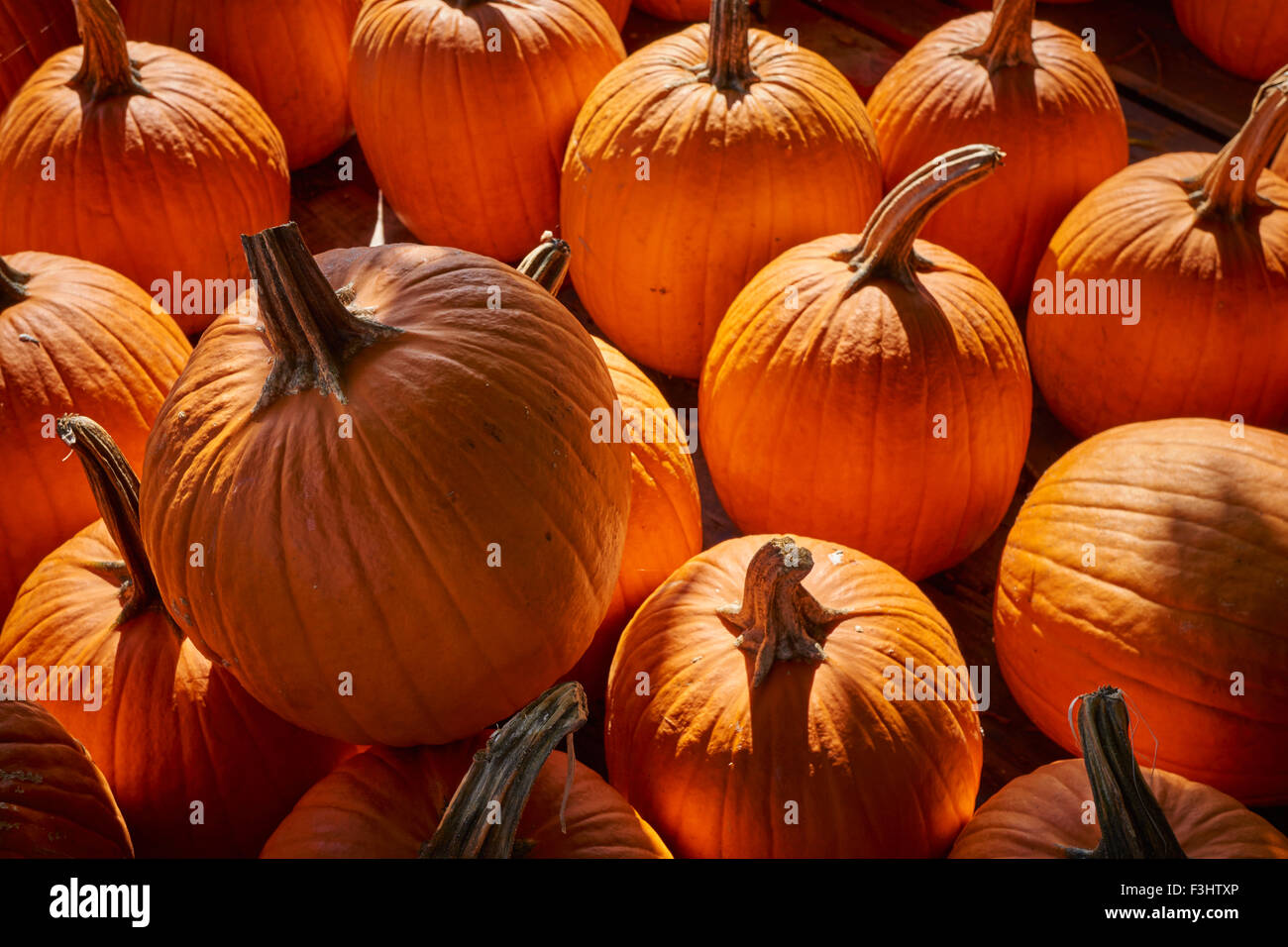 Pumpkins on display at a Lancaster County Pennsylvania farm stand Stock ...
