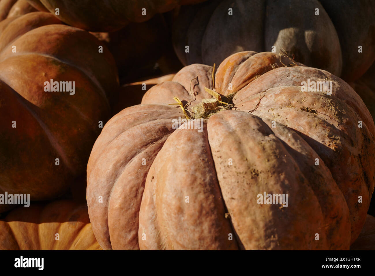 Pumpkins on display at a Lancaster County Pennsylvania farm stand Stock ...