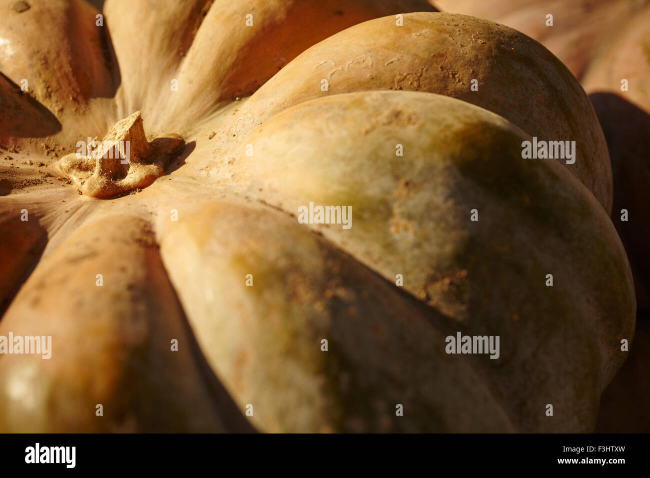 Pumpkins on display at a Lancaster County Pennsylvania farm stand Stock ...