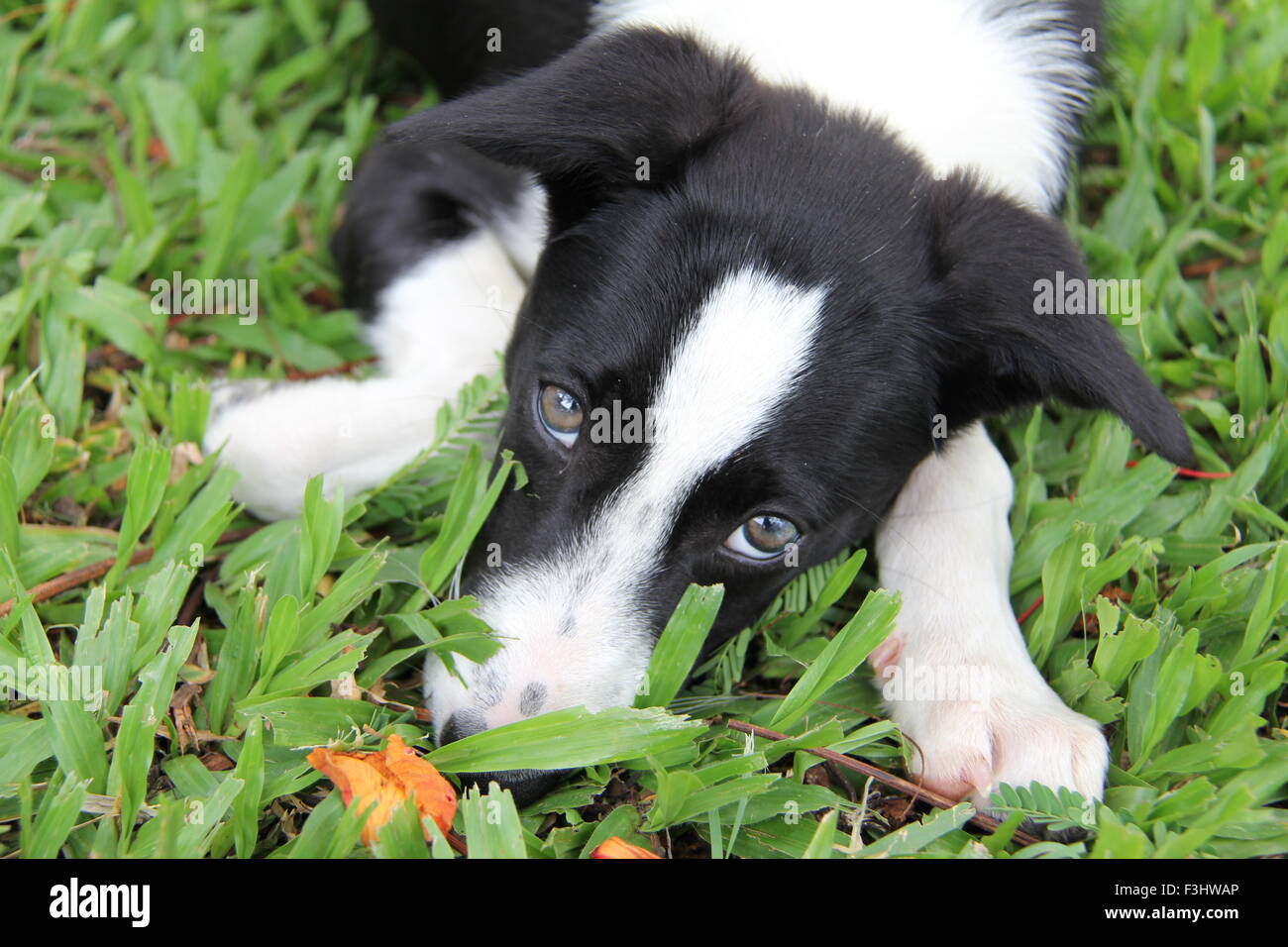 Puppy in the grass Stock Photo - Alamy
