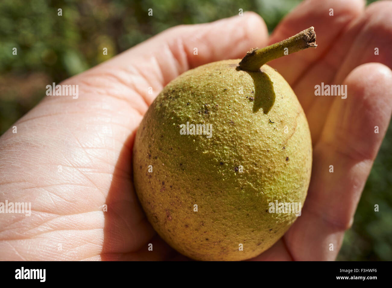 A fresh ripe black walnut fruit just picked from a tree Stock Photo