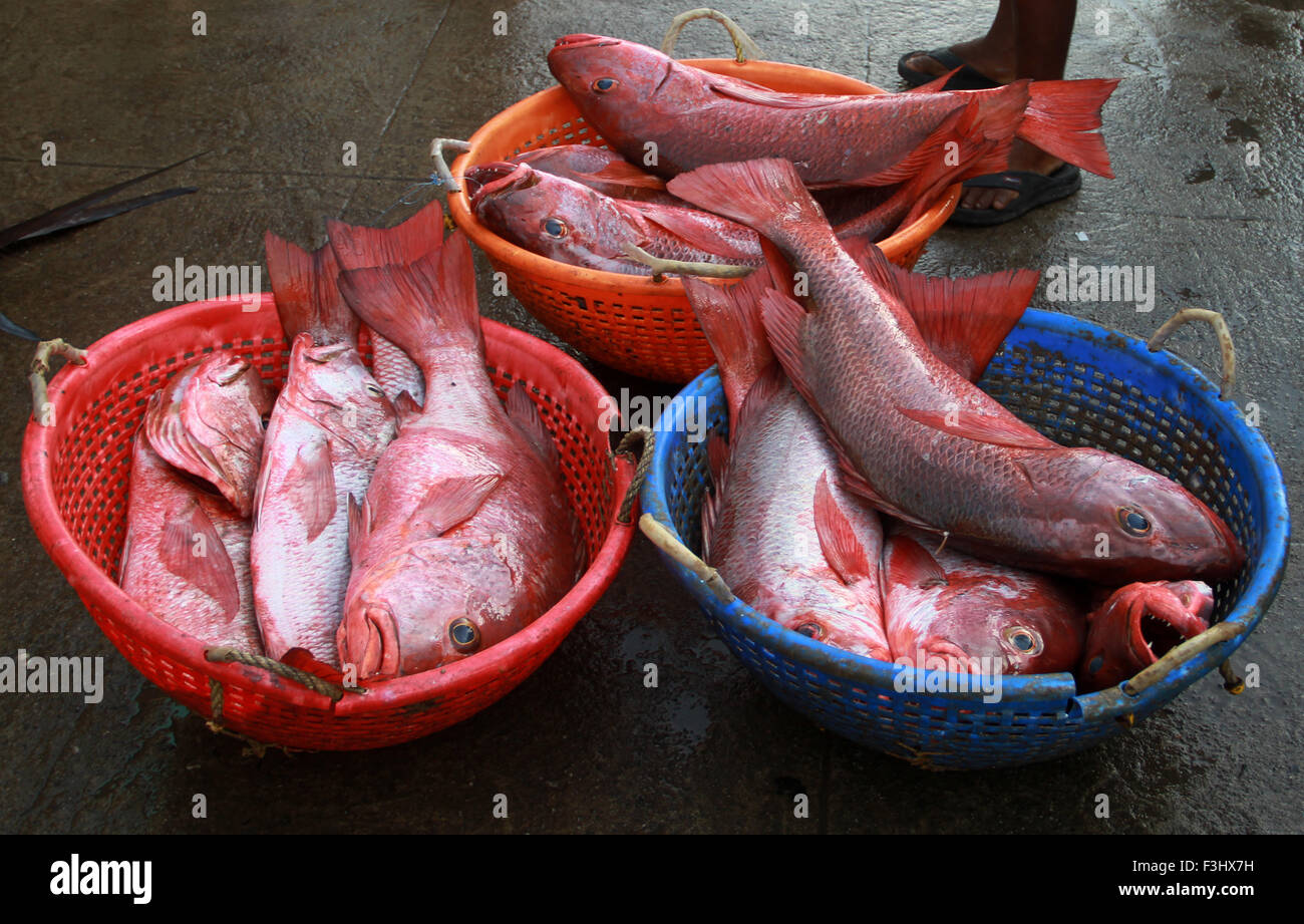 red snapper fish in the market Stock Photo